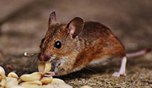 24 Hour & Emergency Exterminators in South Mountain, PA